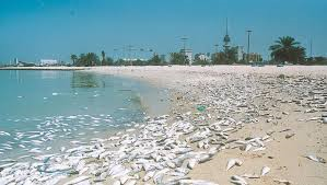 الكويت تواجه أزمة بيئية خطيرة.. والبنك الدولي يحذر